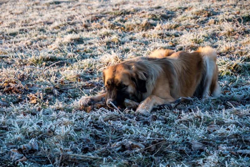 Germanischer bärenhund