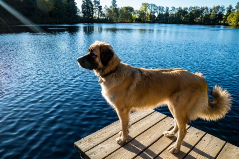 Germanischer bärenhund