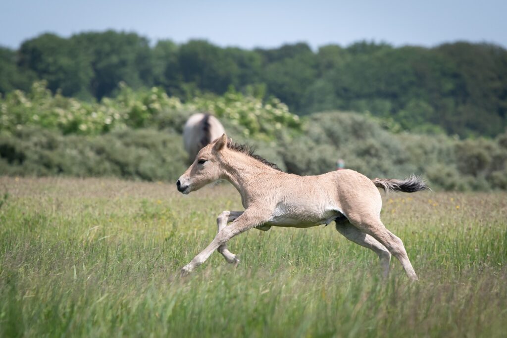 Konik