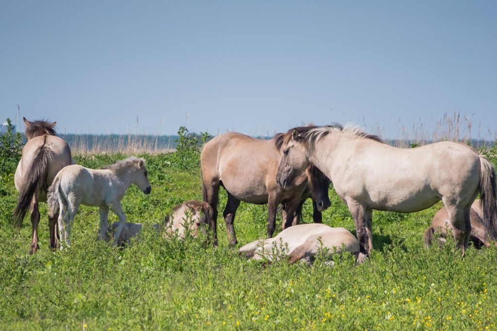 Konik