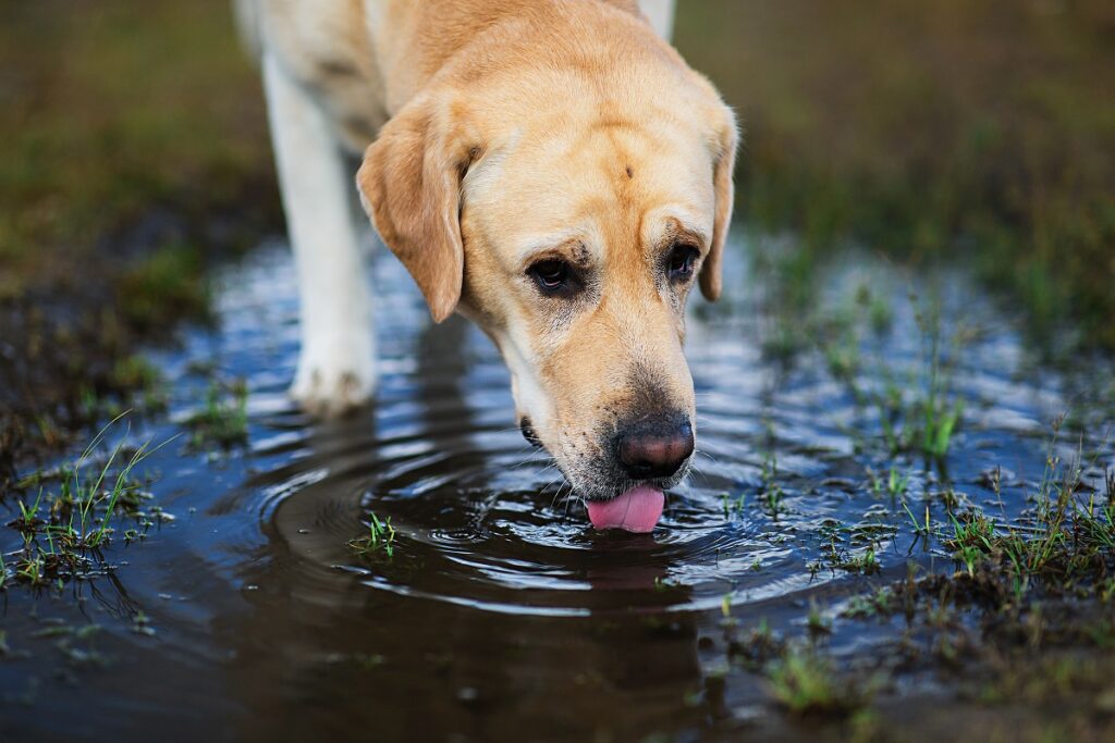 Mi perro bebe agua de los charcos