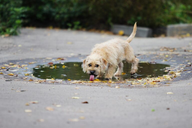 Mi perro bebe agua de los charcos