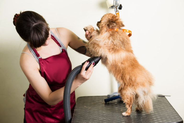 Peluquería canina