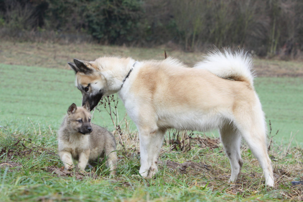 Perro de Groenlandia