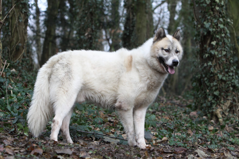 Perro de Groenlandia