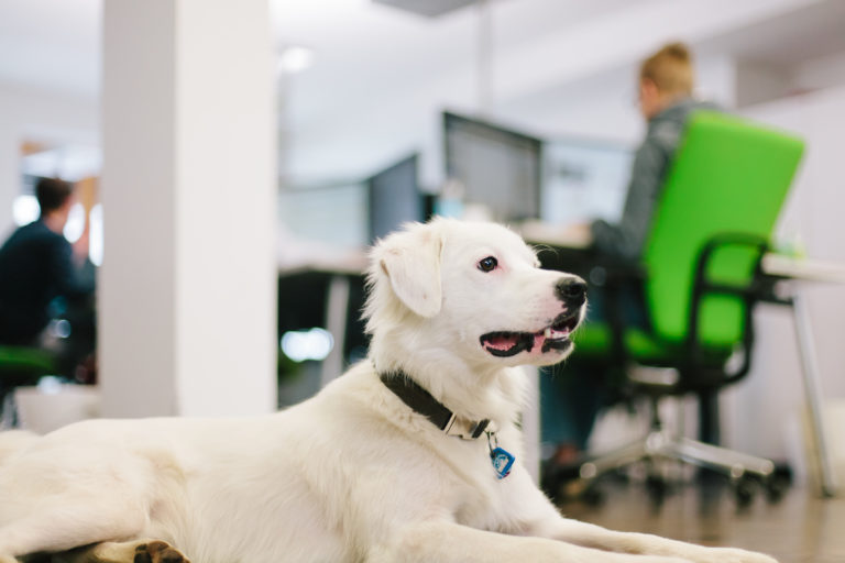 Perros en la oficina