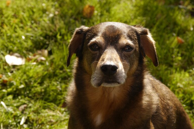 Picadura de avispa en perros