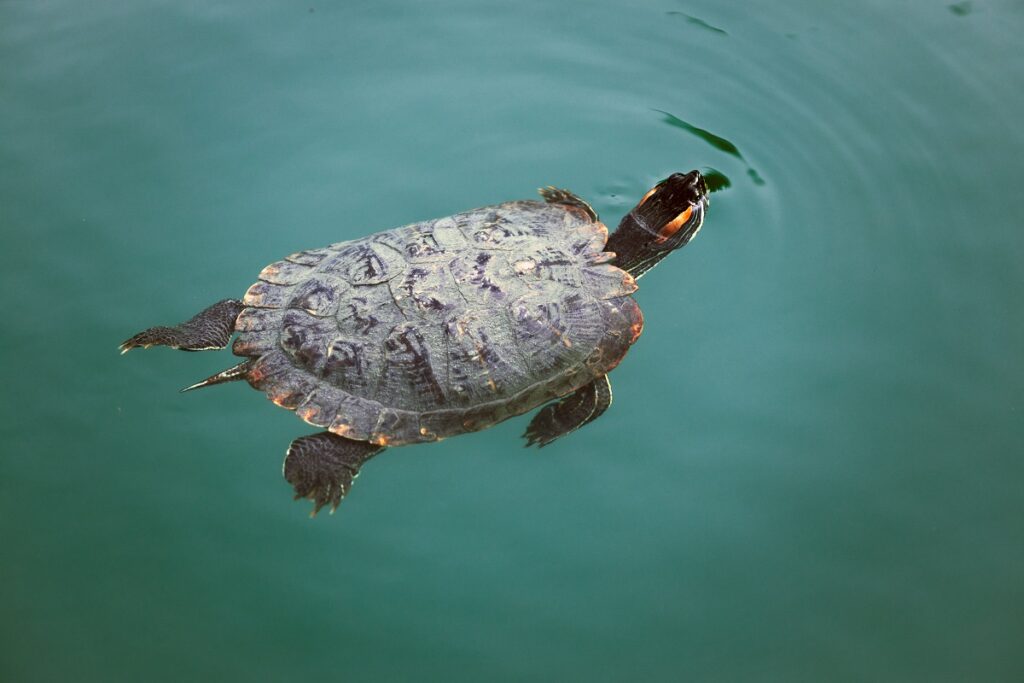 Trachemys scripta elegans