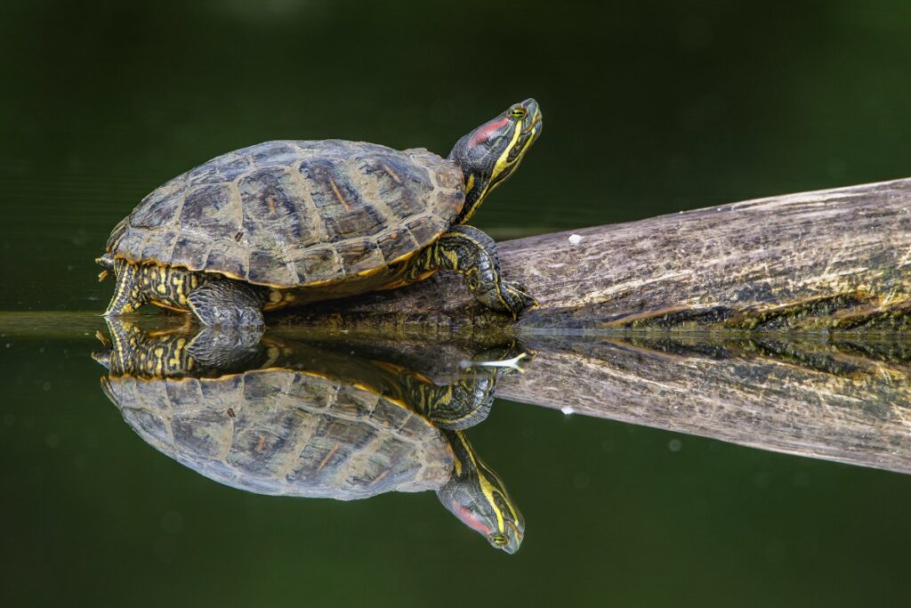 Trachemys scripta elegans