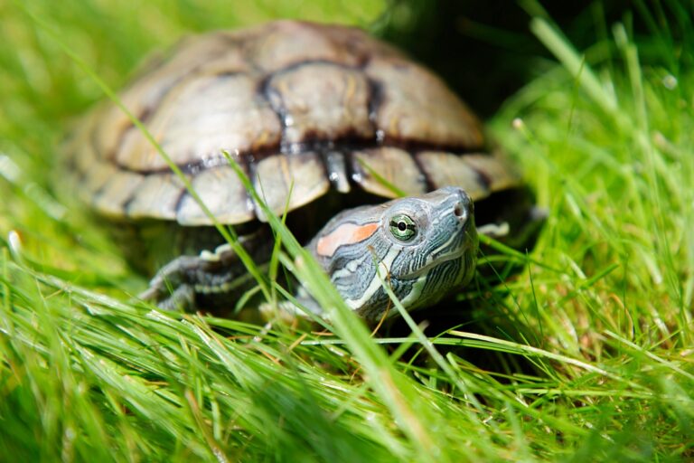 Trachemys scripta elegans