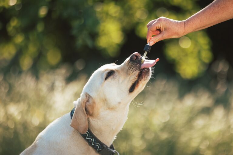 aceite de coco para perros