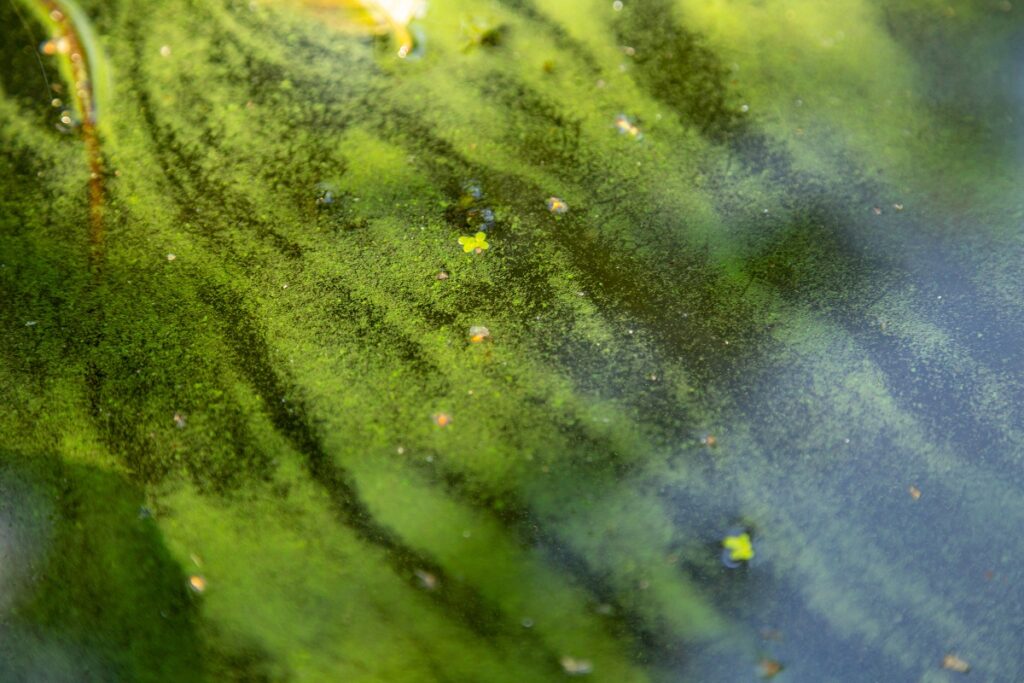 Algas verdes azules