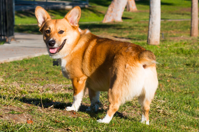 glándulas anales en perros