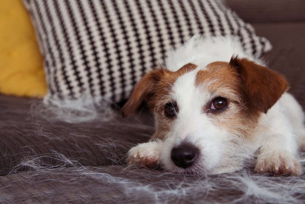 Cómo quitar pelos de perro: consejos y utensilios prácticos