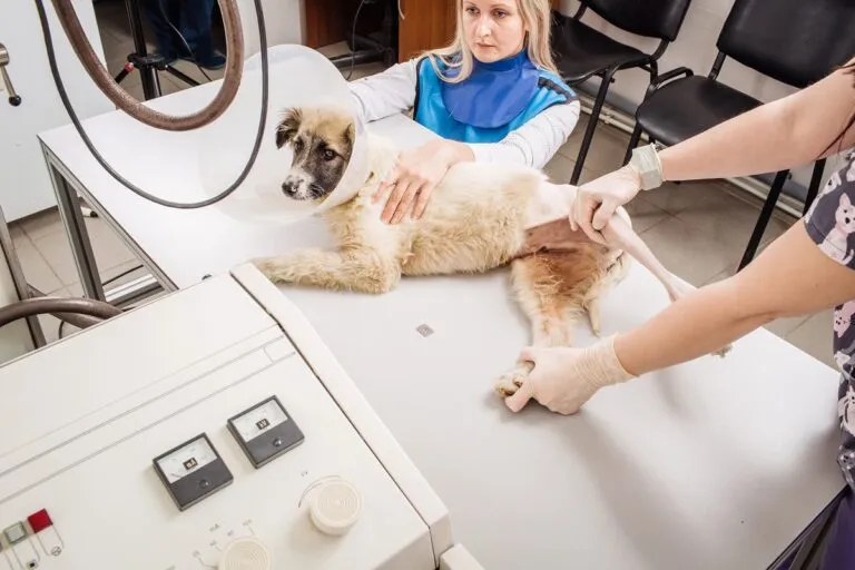 radiografías en perros
