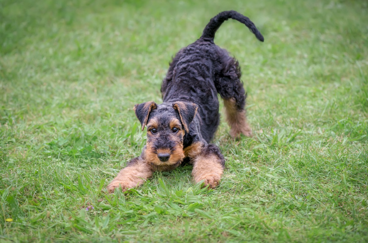 Gebetsstellung beim Hund