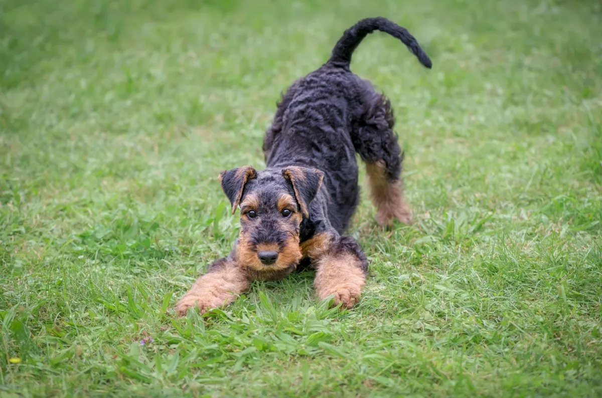 Gebetsstellung beim Hund