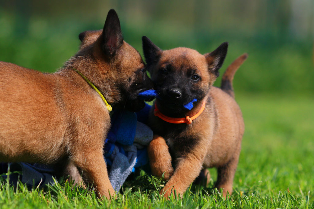 Adiestramiento para cachorros