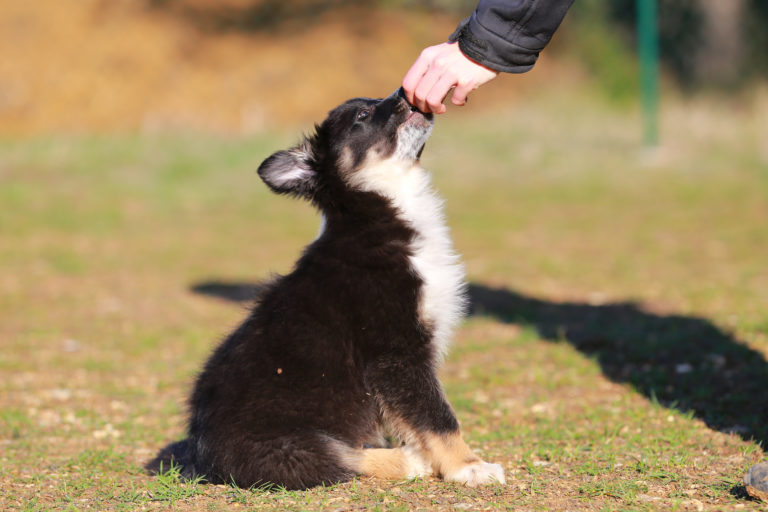 Adiestramiento para cachorros