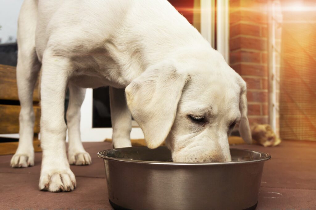 Alimentación modelo presa para perros