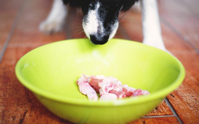 Alimentación modelo presa para perros