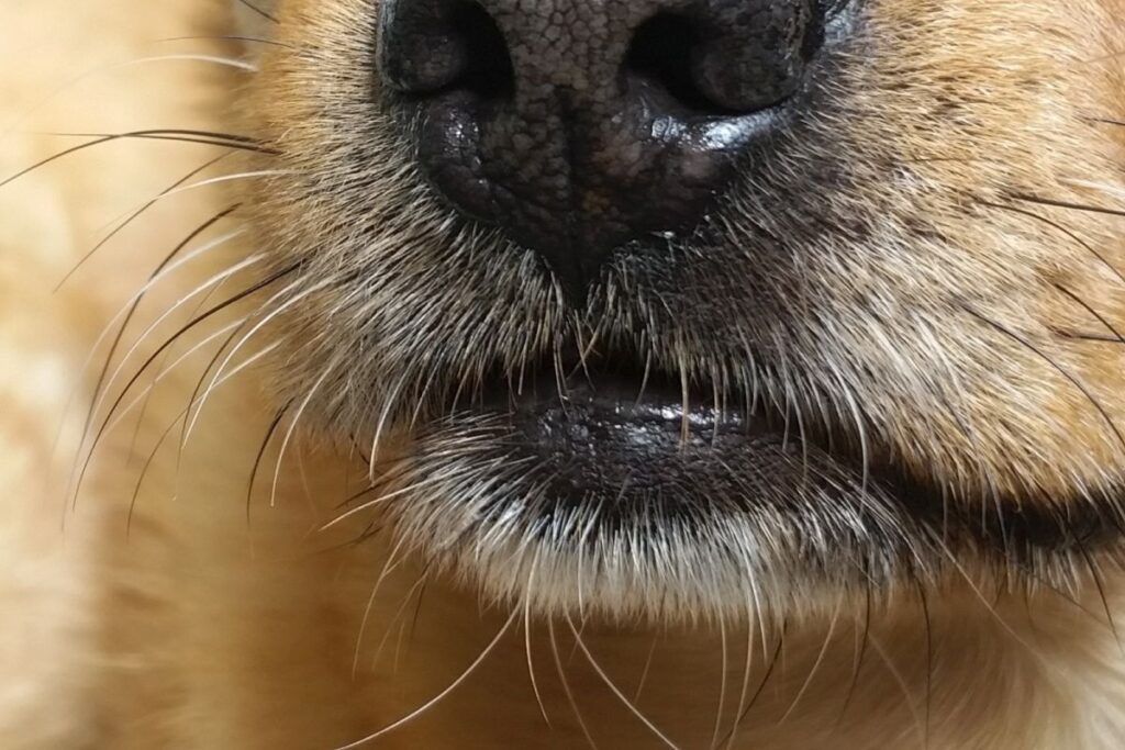 Bigotes de los perros