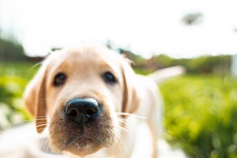 Bigotes de los perros