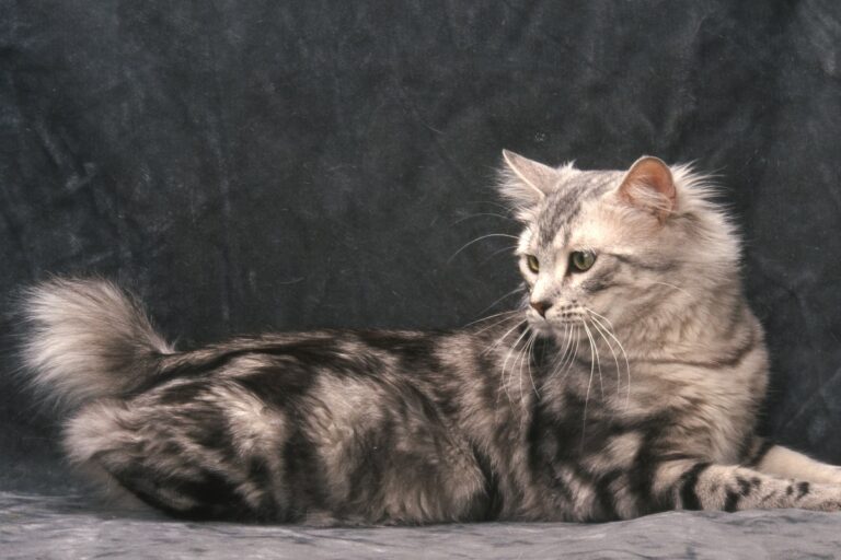 Bobtail americano