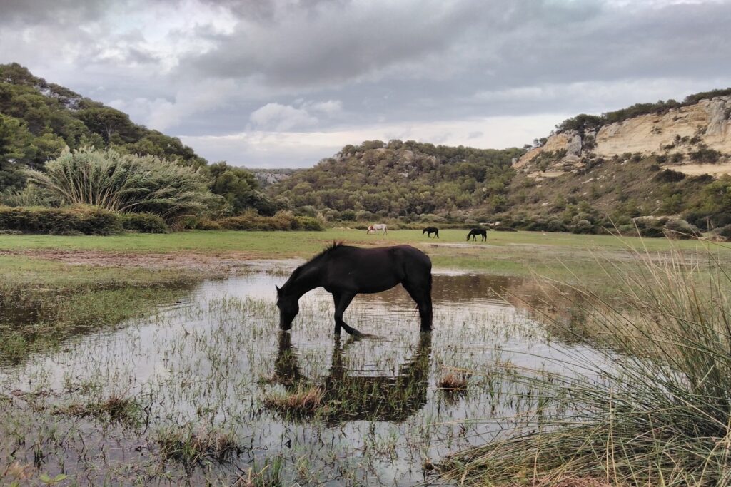 Caballo menorquín