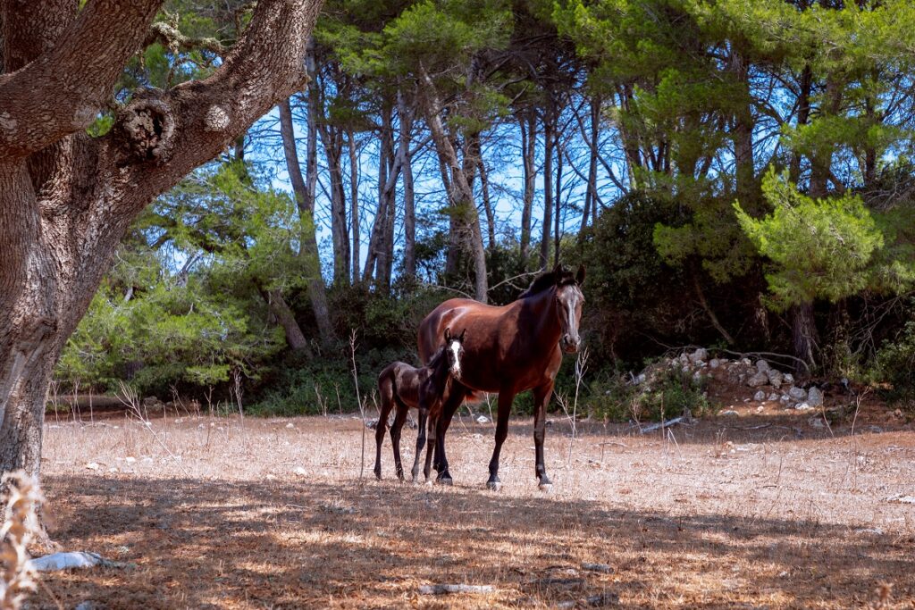 Caballo menorquín