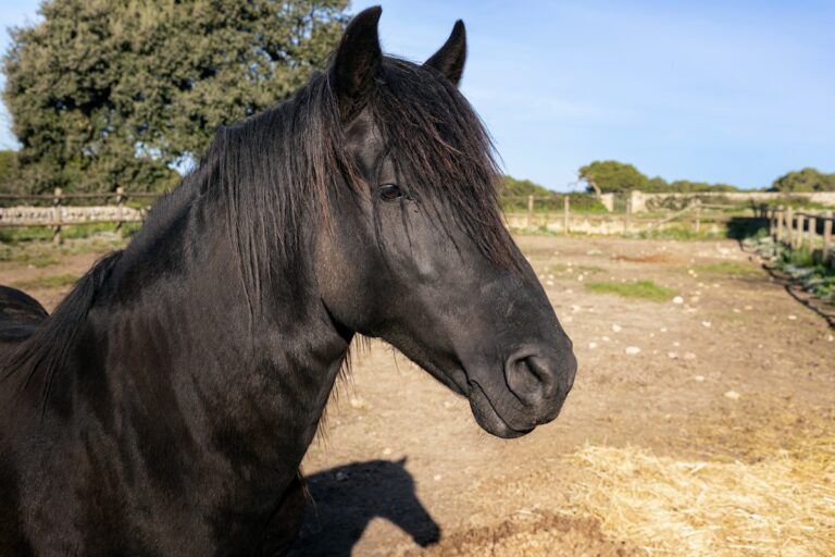 Caballo menorquín