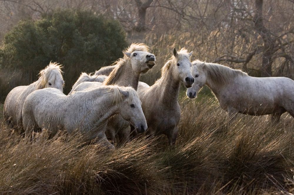 Camargue