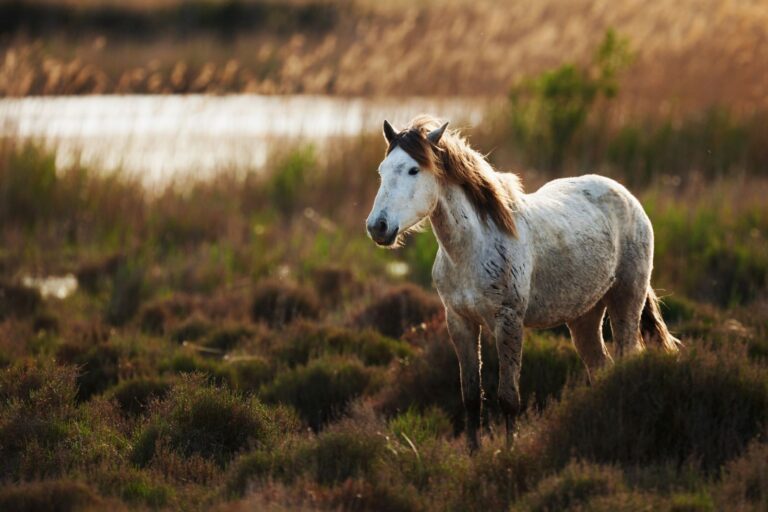 Camargue