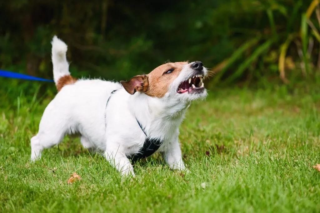 Castración química para perros