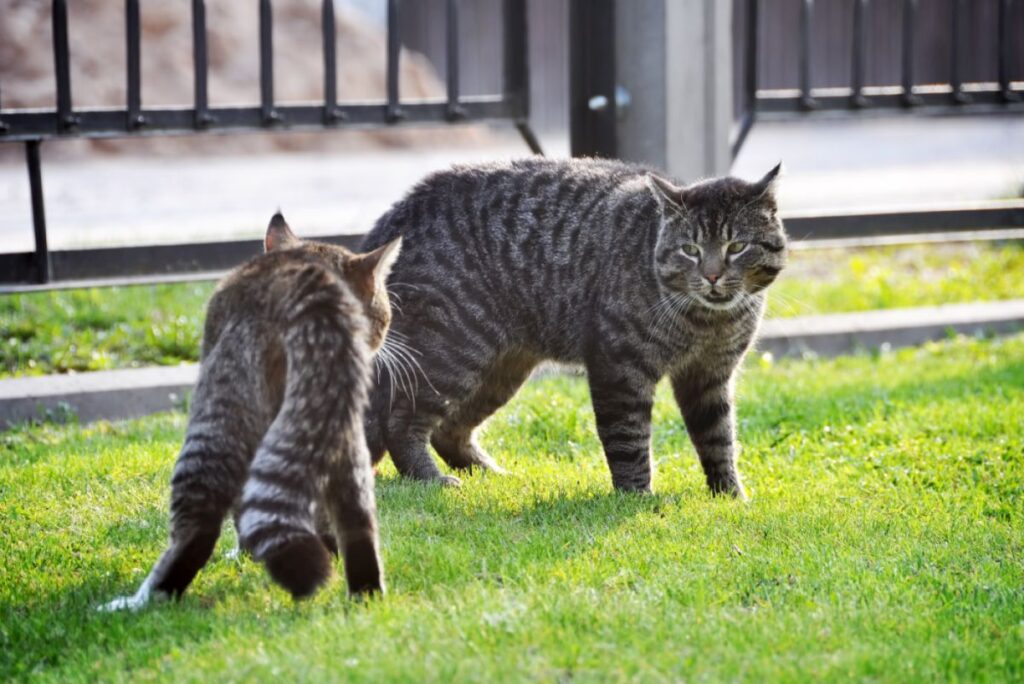 Celos en gatos