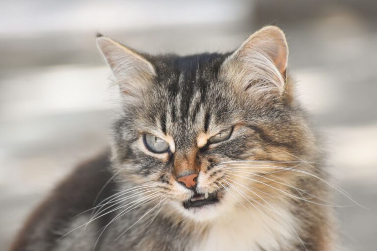 Suave Sueño Felino En La Arena 