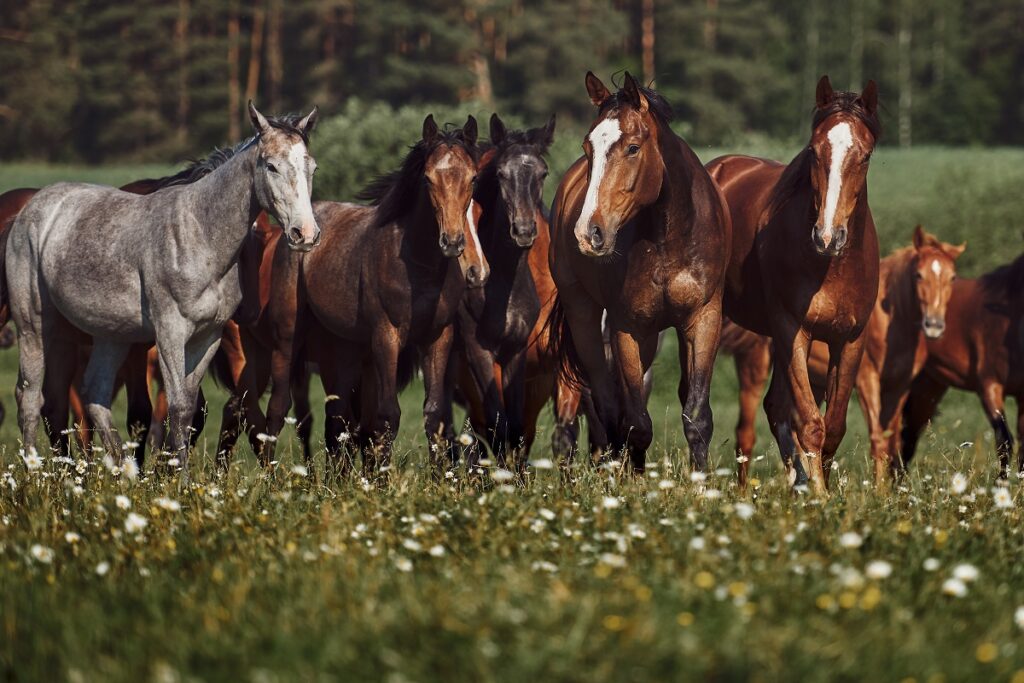 Desparasitación interna en caballos