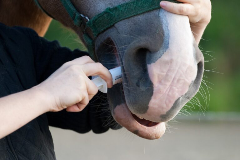 Desparasitación interna en caballos