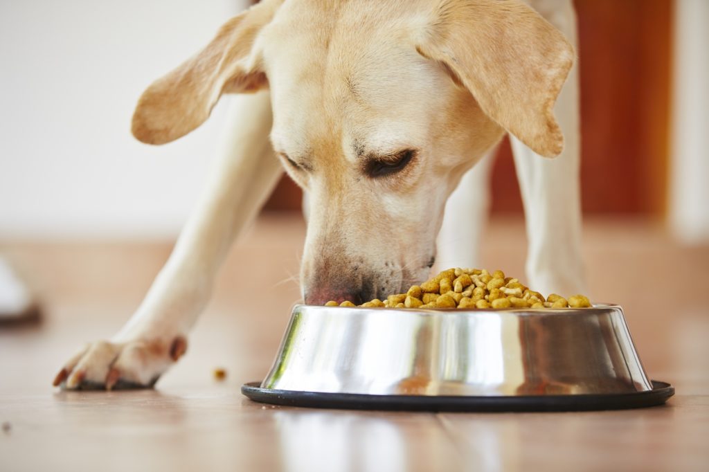 Dieta BARF o comida convencional para perros