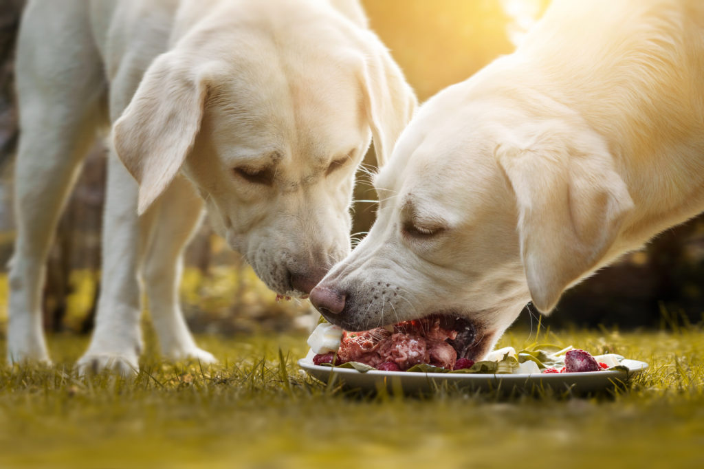 Dieta BARF o comida convencional para perrosv