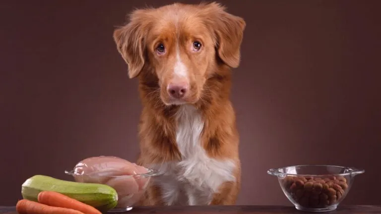 Dieta BARF o comida convencional para perros