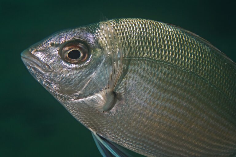 Enfermedad del terciopelo en peces