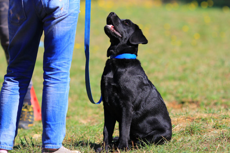 Examen para perros de asistencia