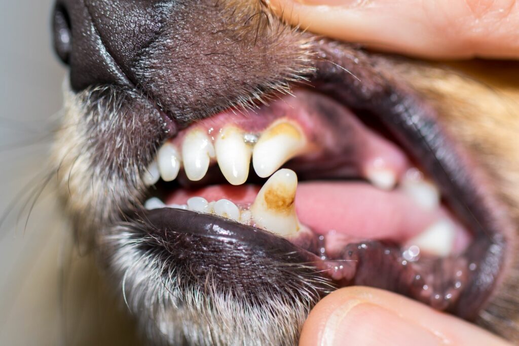 Higiene dental en perros