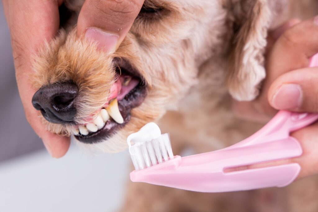 Higiene dental en perros