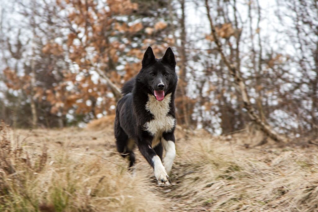 Laika