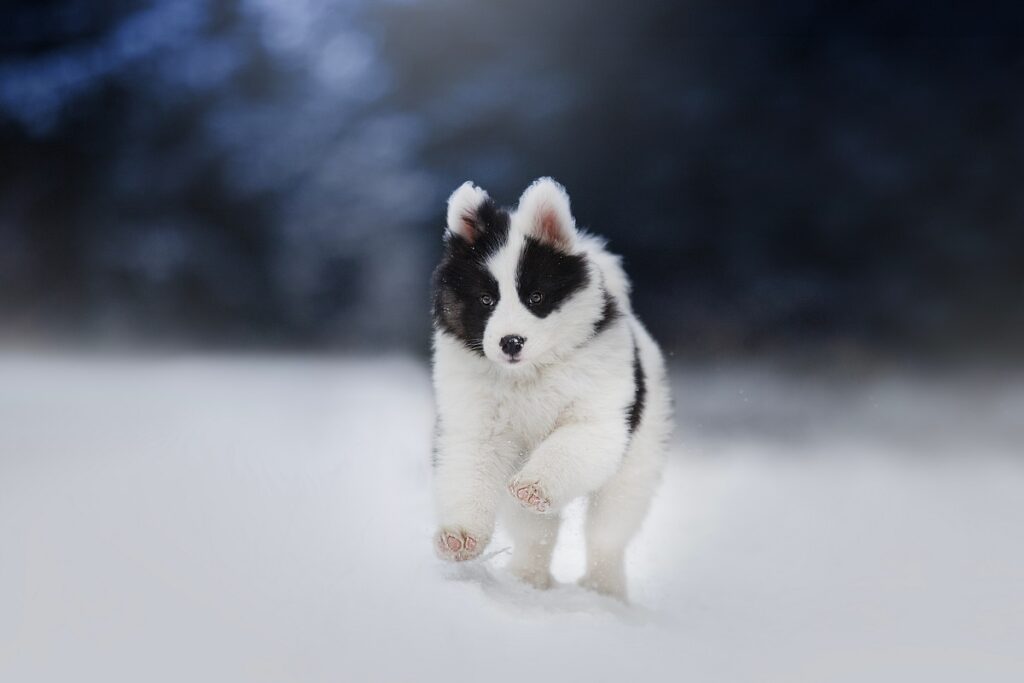 Laika de Yakutia