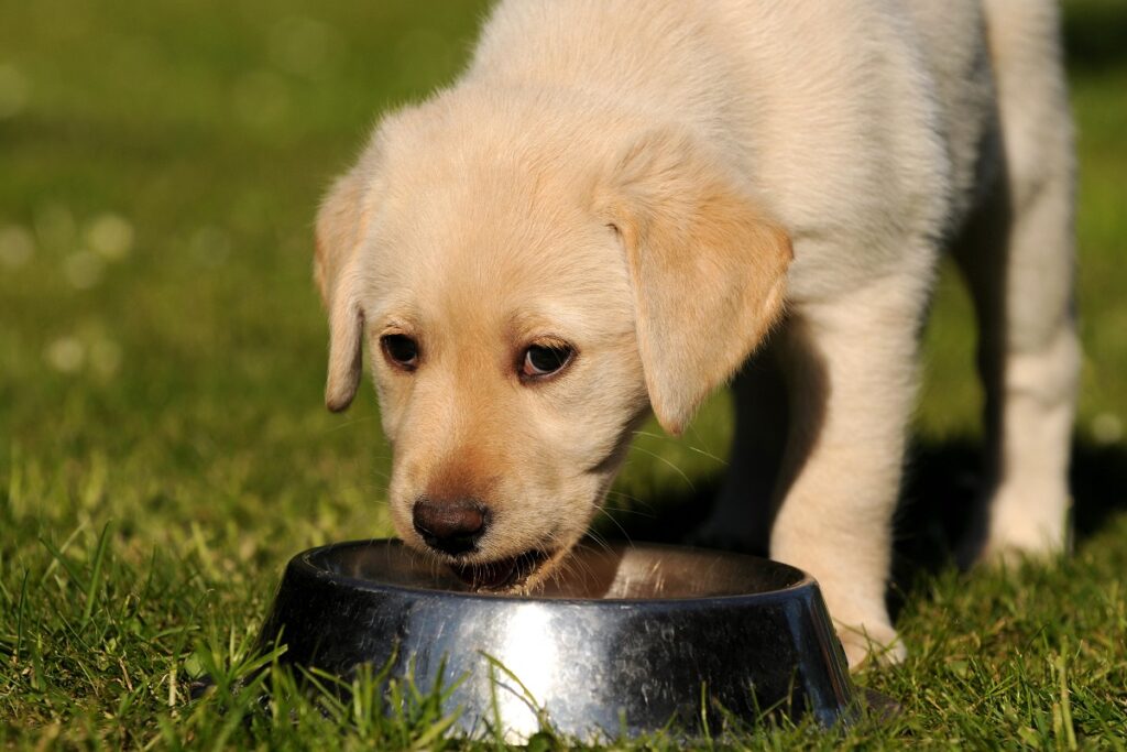 Los perros pueden beber leche