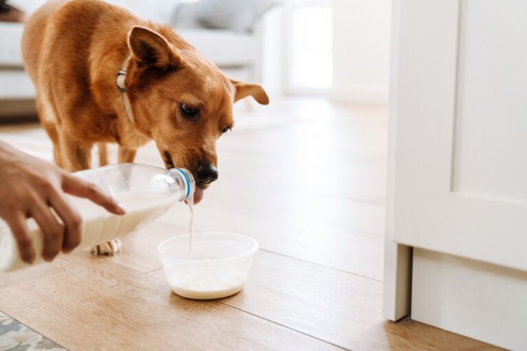 ¿Los perros pueden beber leche?