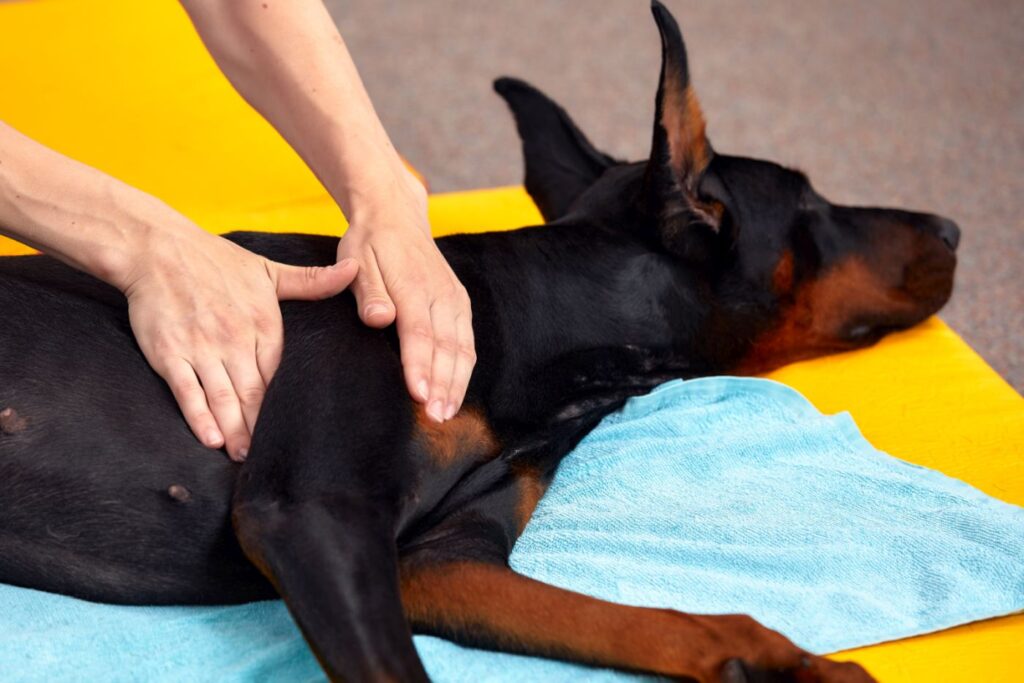 Osteopatía para perros